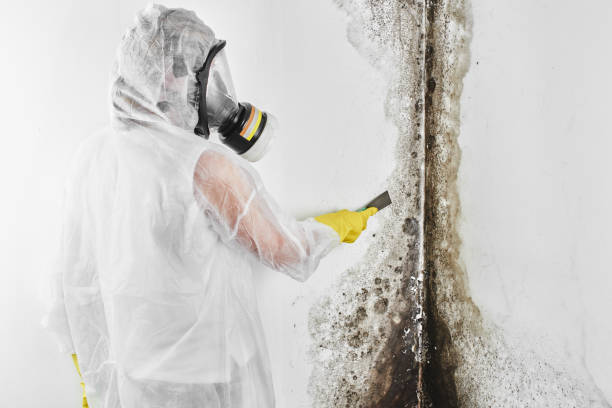 Best Kitchen Mold Remediation in Dellwood, MN