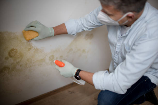 Best Crawl Space Mold Remediation in Dellwood, MN