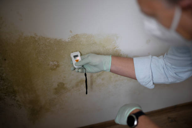 Best Bathroom Mold Remediation in Dellwood, MN