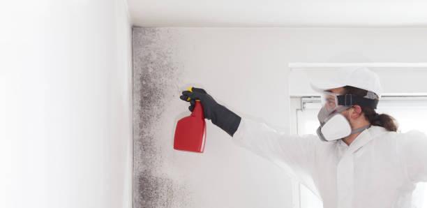 Best Black Mold Remediation in Dellwood, MN