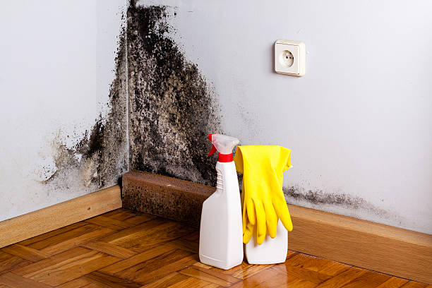 Best Post-Flood Mold Remediation in Dellwood, MN