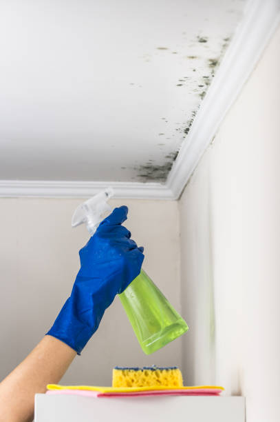 Best HVAC Mold Remediation in Dellwood, MN