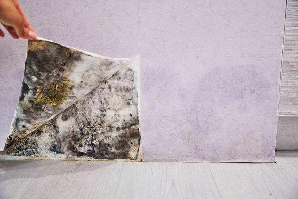 Professional Mold Remediation in Dellwood, MN